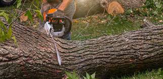 Reliable Freeport, IL Tree Care  Solutions