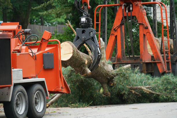 How Our Tree Care Process Works  in  Freeport, IL